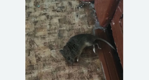 Дезинфекция от мышей в Подольске